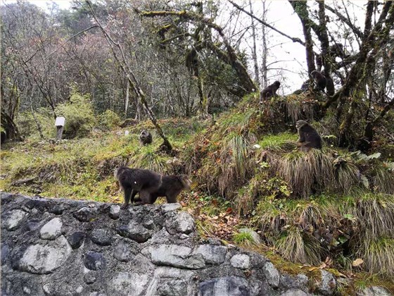 2018四川welcome海洋之神秋游活动喇叭河之旅
